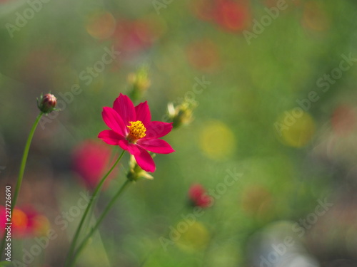 Red Mexican Aster or Cosmos flower with the scientific name: Cosmos bipinnatus Cav. Blur the natural background in pastel colors to make you feel sweet and bright with a love concept.