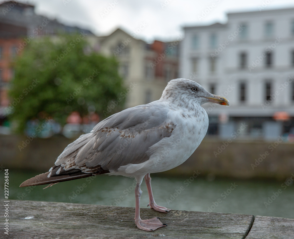 Obraz premium Seagull in Urban Scene
