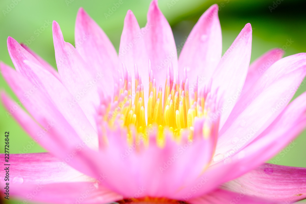 Clouse up image on blooming pink lotus flower natural background Lotus leaf, Lily Pad with copy spce.