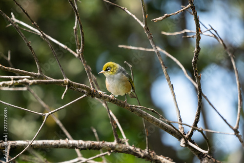 Wax eye bird on a branch