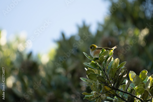Wax eye bird on a branch 4