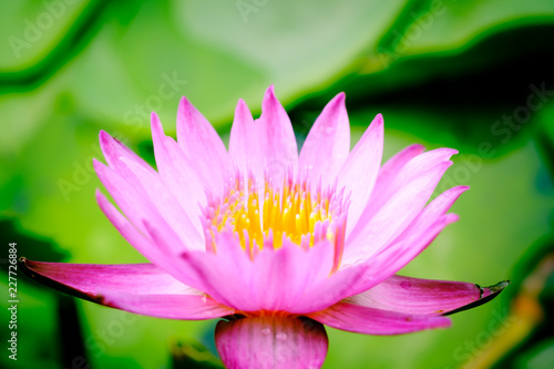 Clouse up image on blooming pink lotus flower natural background Lotus leaf, Lily Pad with copy spce.