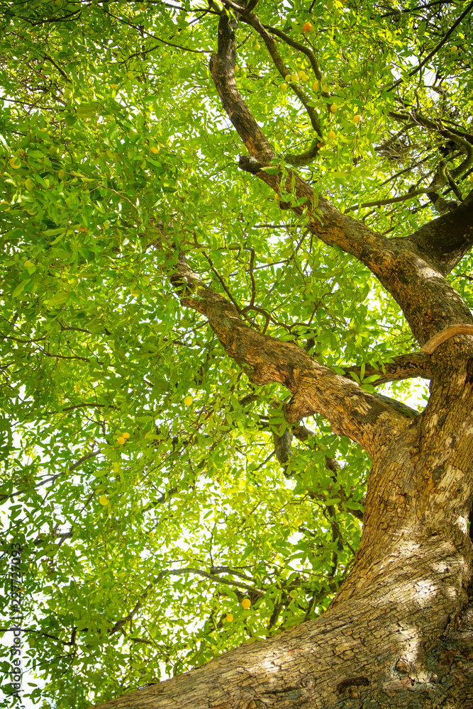 Fototapeta premium Diospyros decandra trees in forest . nature green wood sunlight backgrounds