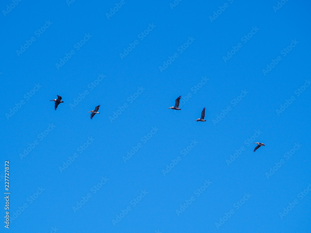 Pelican in Flight Pelican in Flight