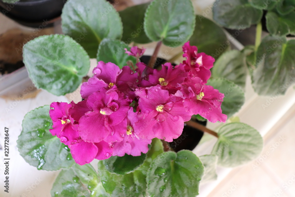 Fototapeta premium violeta