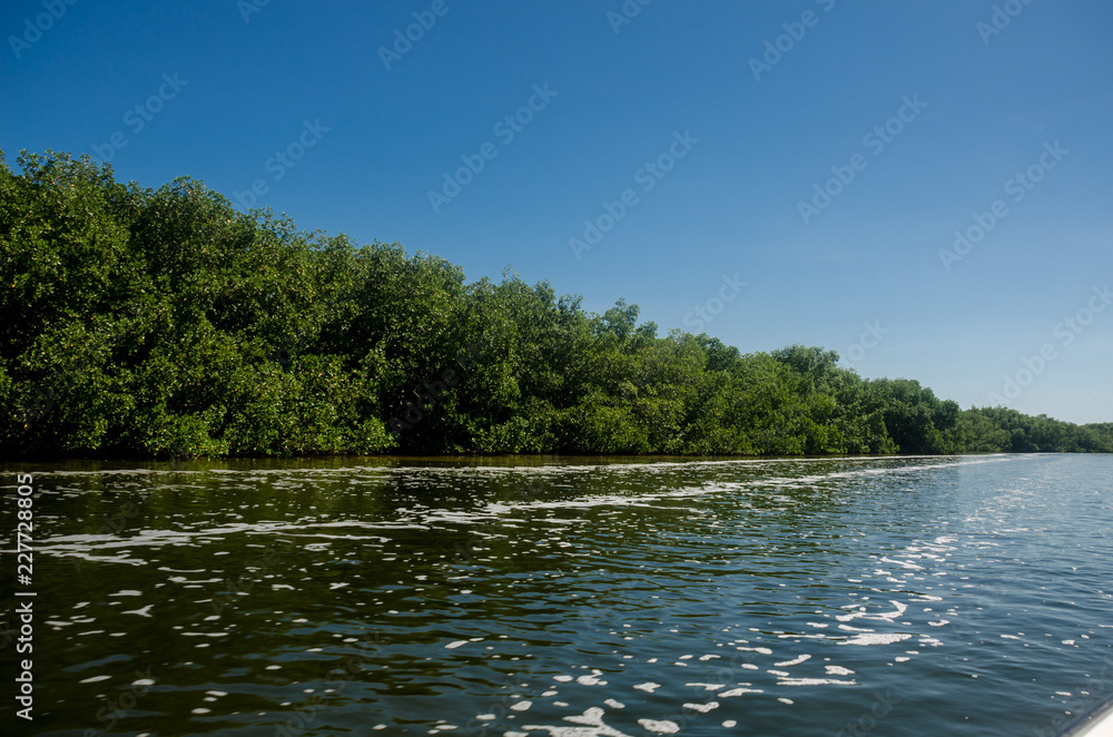 Mangrove view on a jungle tour ride Mangrove view on a jungle tour ride