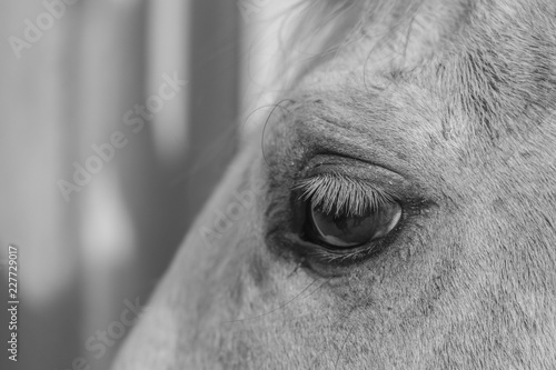 Auge eines Pferdes in schwaz/weiß © jokuephotography