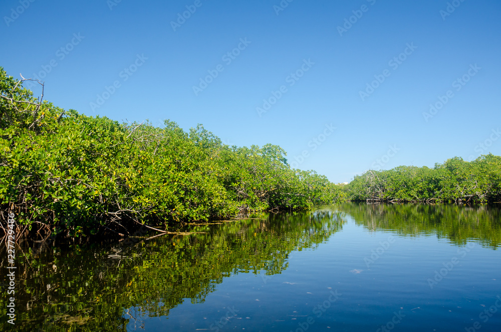 Mangrove view on a jungle tour ride