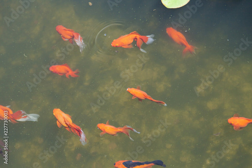 Small fishes in a pond