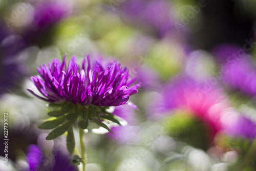 astra flower bokeh