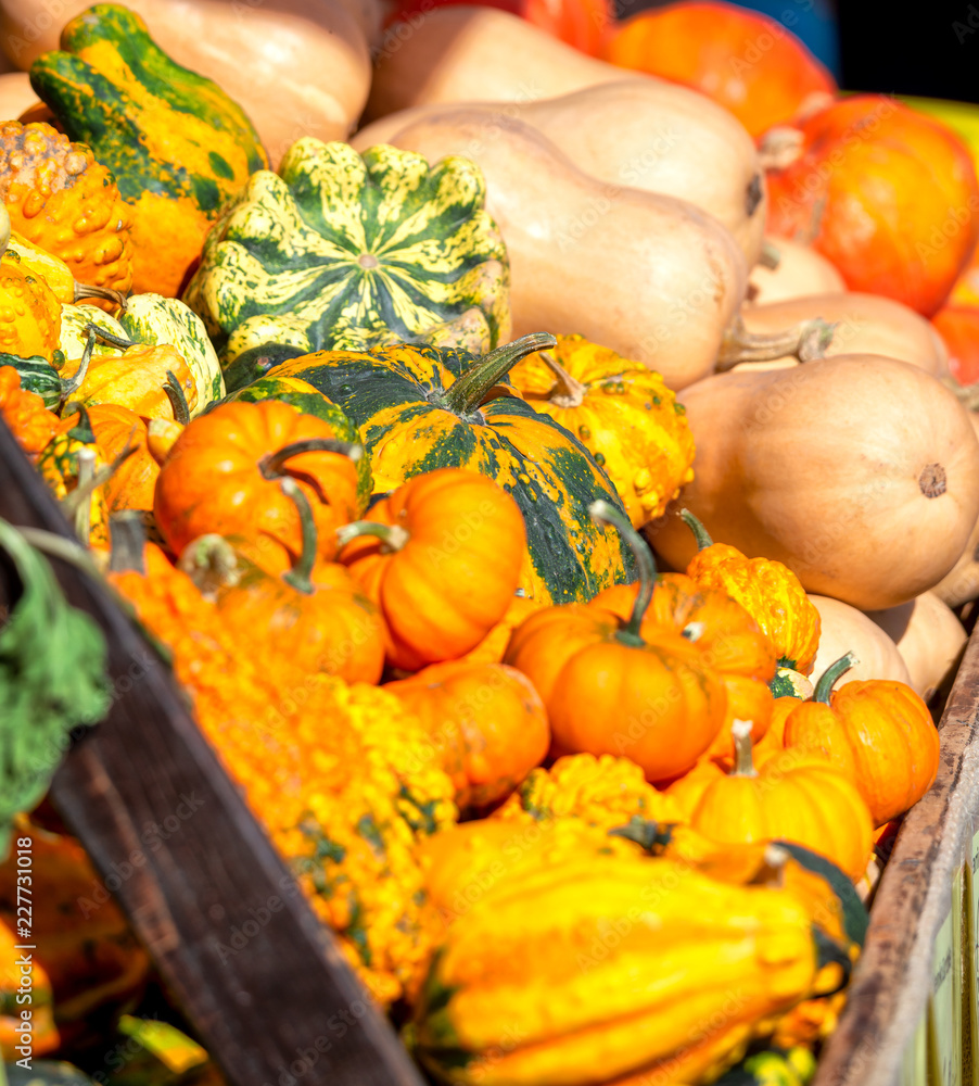 Kürbis im Herbst Kürbis im Herbst