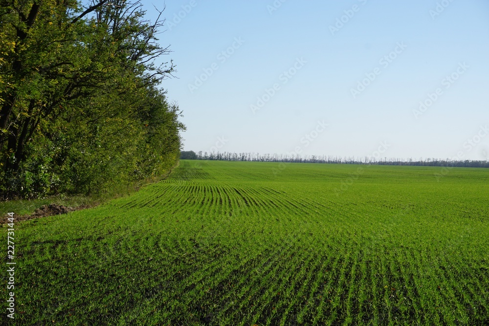 Obraz premium Autumn fields