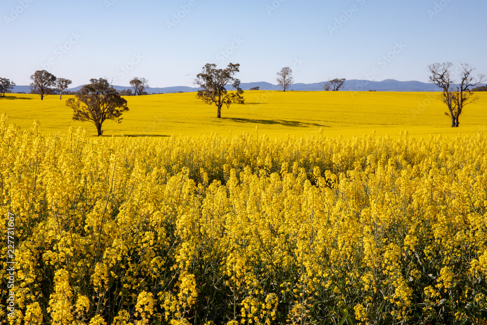 Fototapeta premium Canola Fields in Country New South Wales, Australia