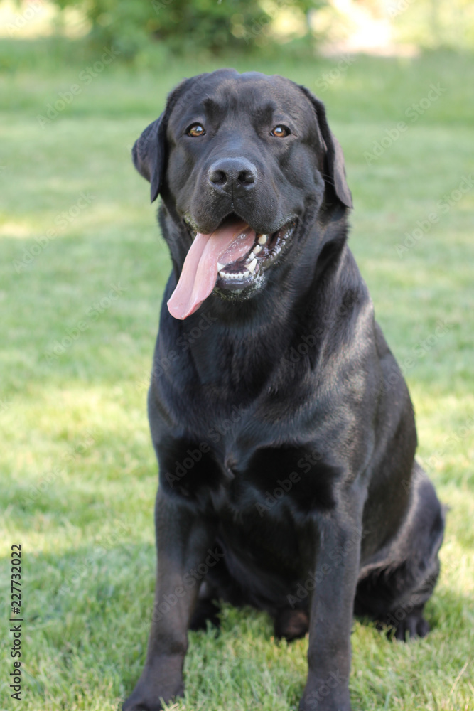 Labrador Retriever Dog