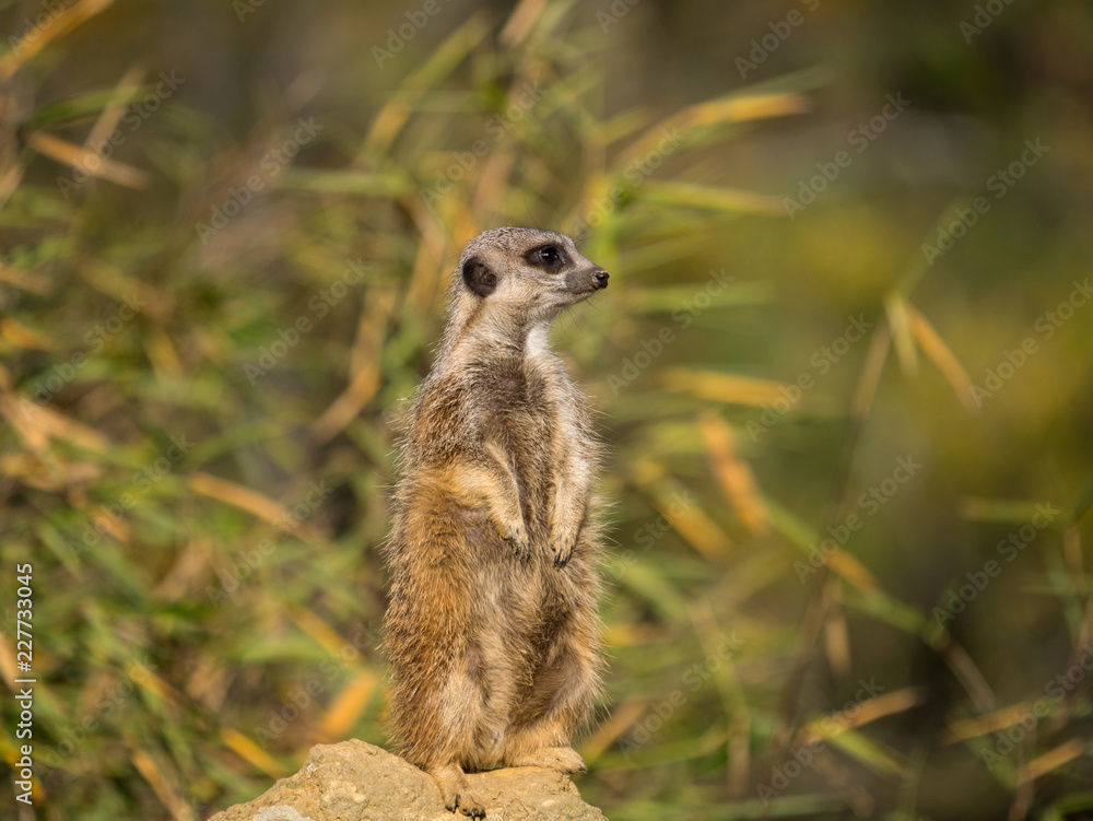 Fototapeta premium Suricate