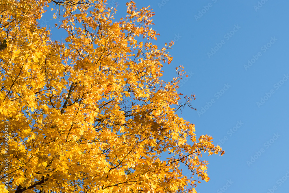 bright yellow autumn maple leaves on blue sky background with copy space bright yellow autumn maple leaves on blue sky background with copy space