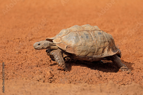 Leopard tortoise (Stigmochelys pardalis) walking, South Africa.