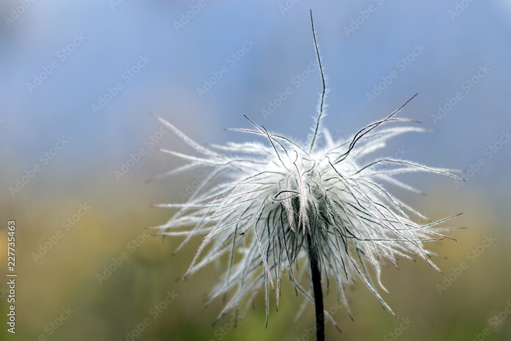 fiore di montagna - mountain flower