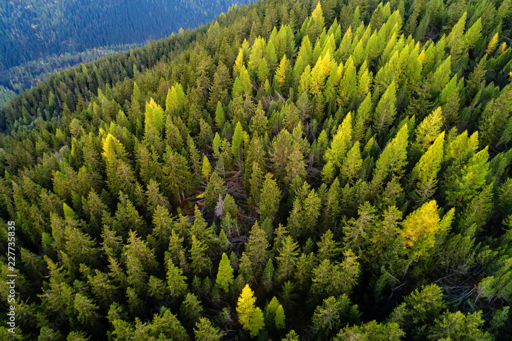 Forest - Aerial view Forest - Aerial view