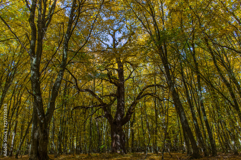 600 hundred year old olk tree in one of the oldest  natural reserve forest in Romania. Photo was taken during autumn seson