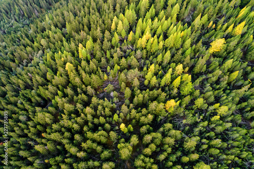 Larches - Aerial view