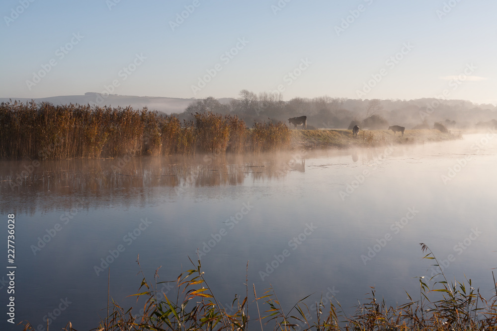 Early morning misty river with cows on the riverbank to the background Early morning misty river with cows on the riverbank to the background