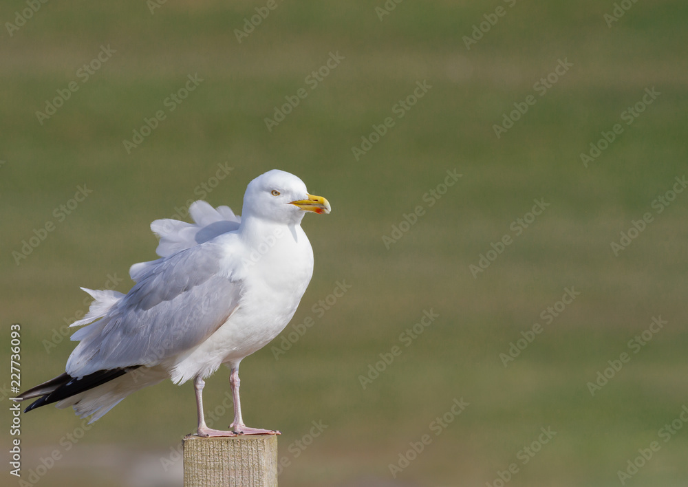 Obraz premium A Herring Gull seabird standing on a wooden ost with isolated background and feathers ruffled in the wind.