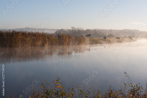 Early morning misty river with cows on the riverbank to the background