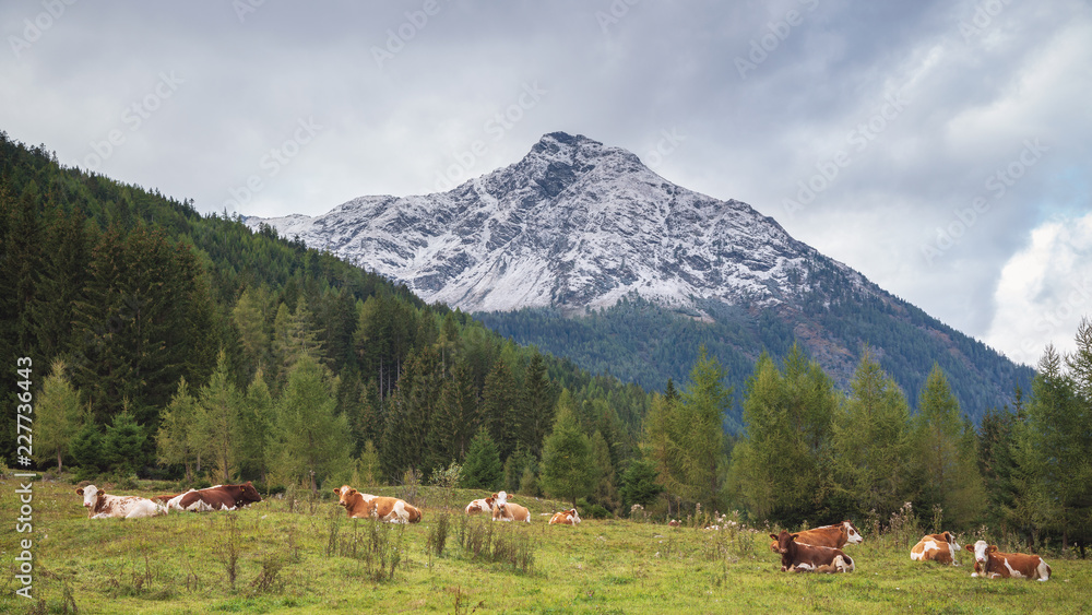 Berglandschaft mit jungen rotbunten Rindern