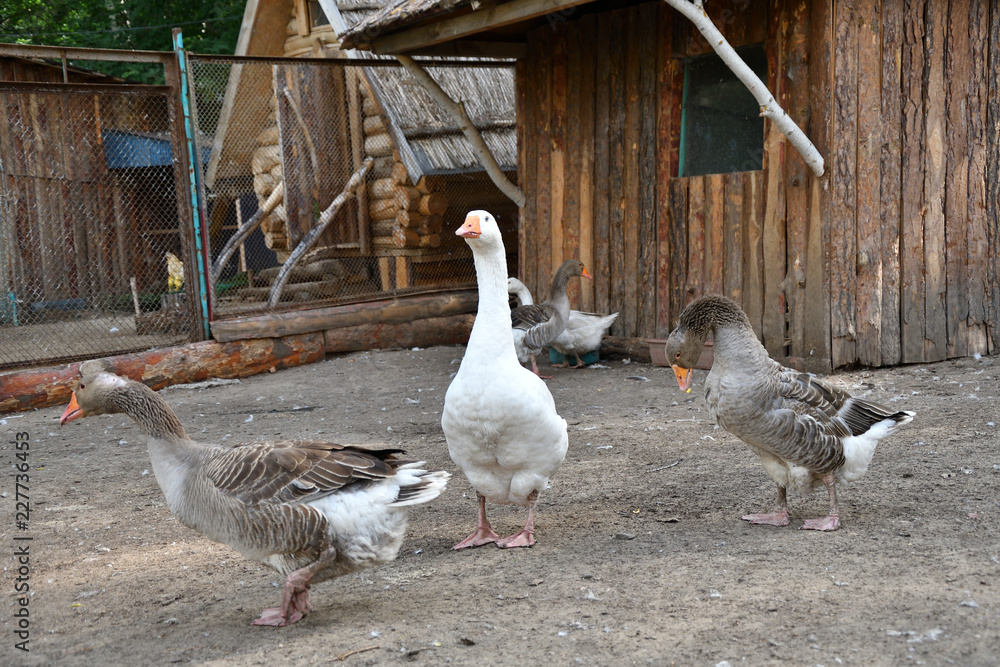 Obraz premium Geese on the farm