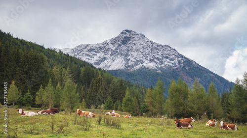 Berglandschaft mit jungen rotbunten Rindern © Sonja Birkelbach