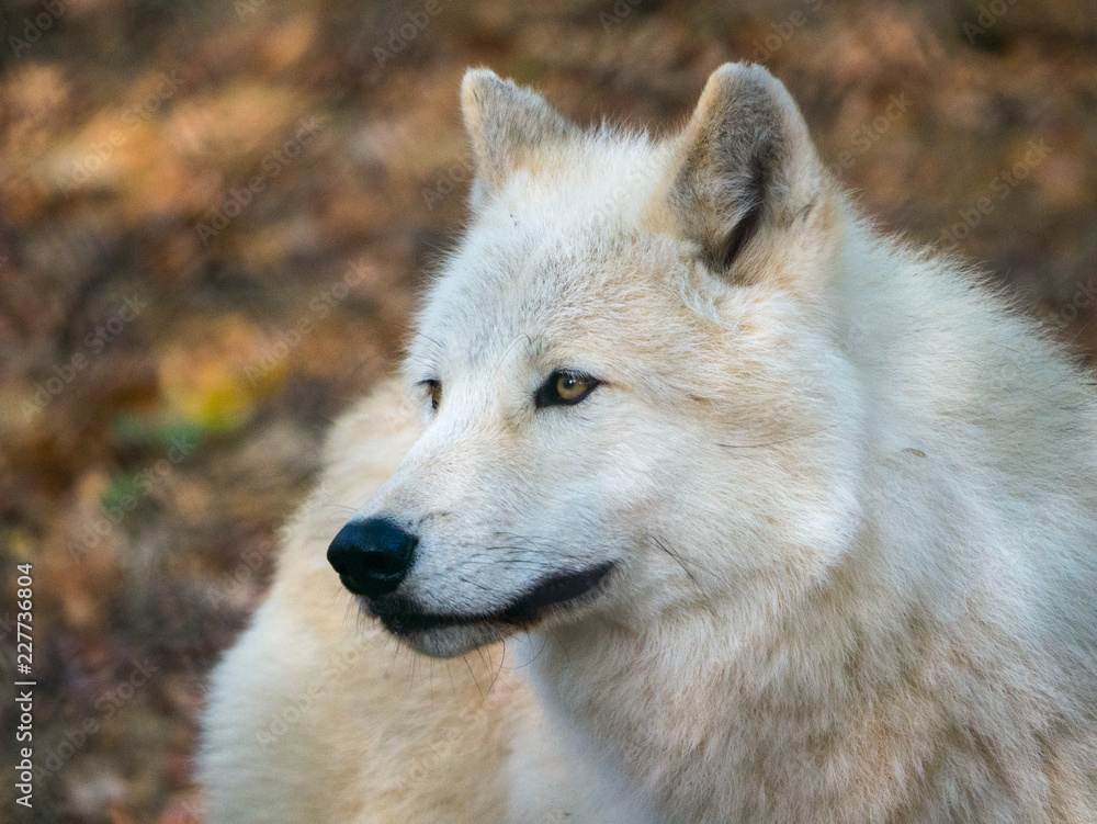 Loup Blanc Loup Blanc