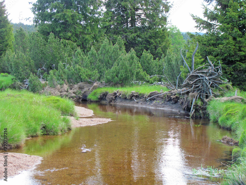 Fototapeta premium river in the forest