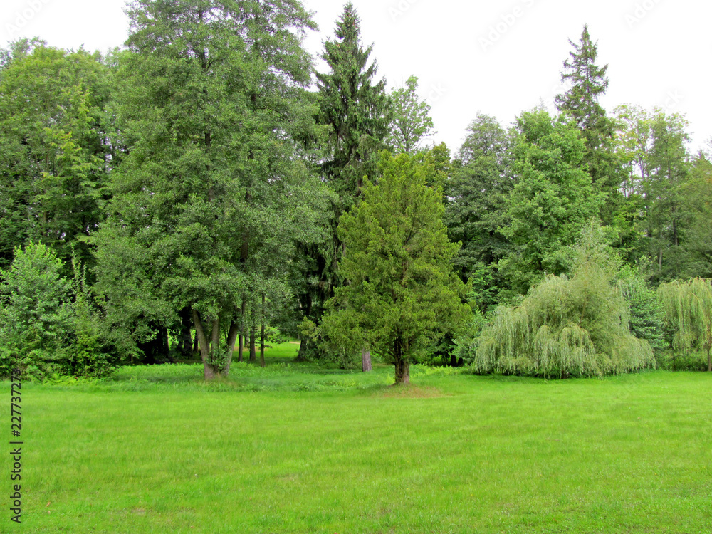 trees in the park