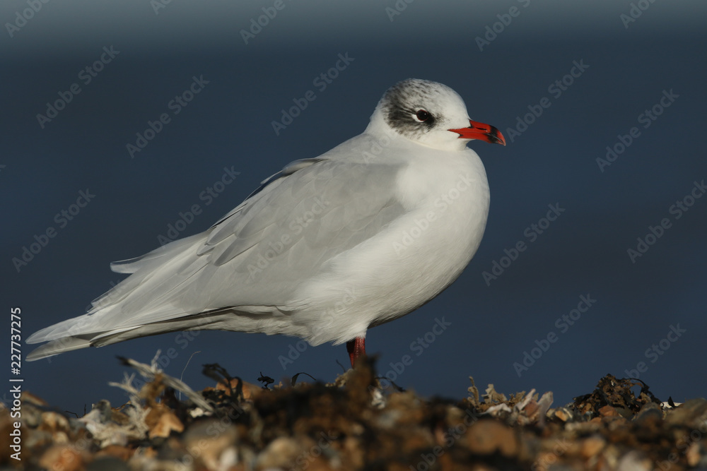 A stunning Mediterranean Gull (Larus melanocephalus) standing on a pebbled beach looking around for food in the UK. A stunning Mediterranean Gull (Larus melanocephalus) standing on a pebbled beach looking around for food in the UK.