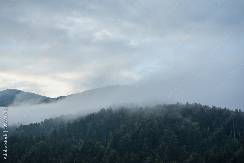 Foggy atmosphere over forest in the morning Foggy atmosphere over forest in the morning