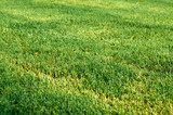 view of a field of green grass, nature background