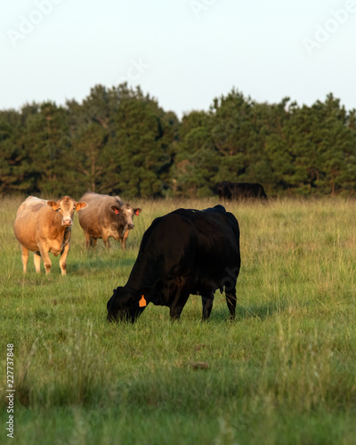 Commerical cows grazing - vertical