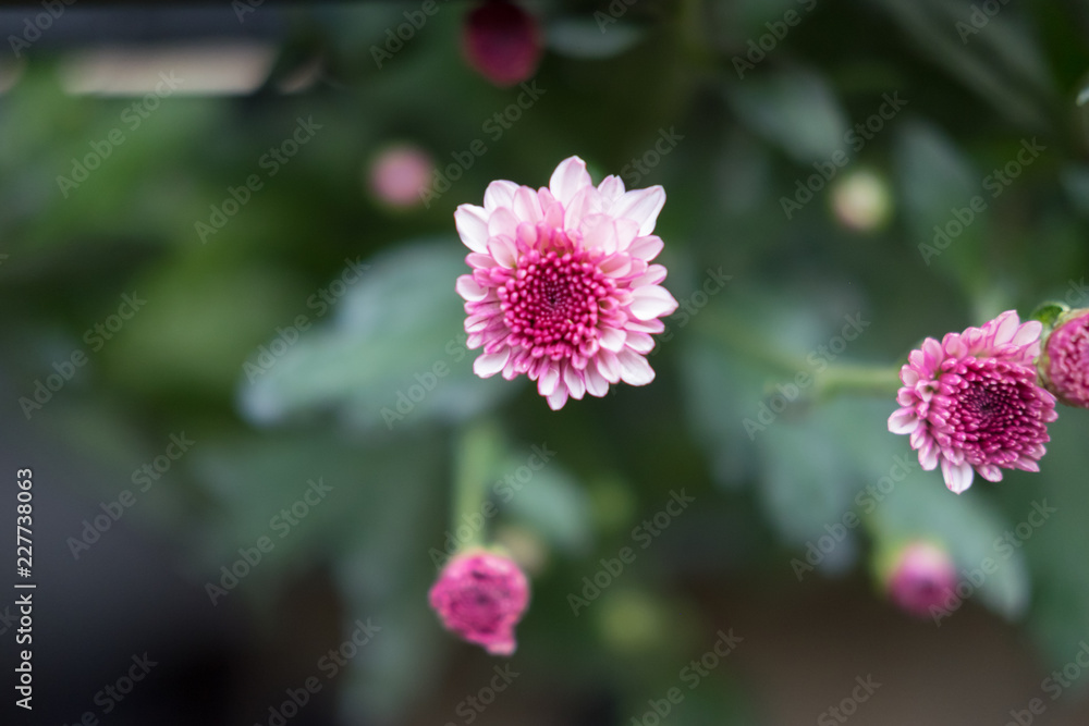 Beautiful flower in the garden. Beautiful flower in the garden.