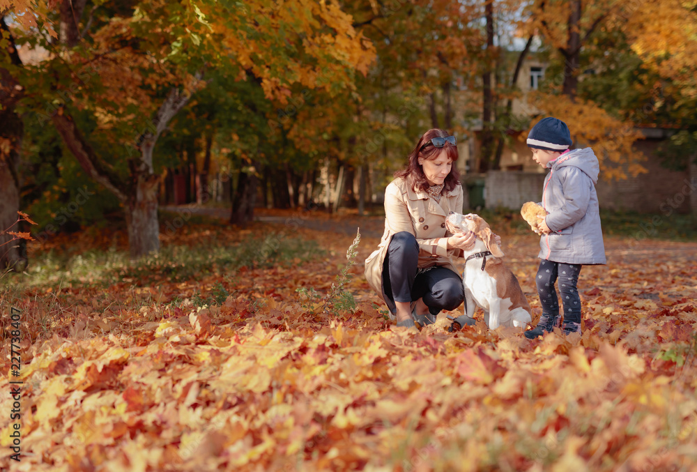 Mid age woman with little girl and beagle walking in the autumn park. Mid age woman with little girl and beagle walking in the autumn park.