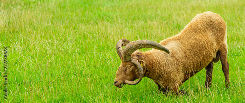 Foto Manx loaghtan sheep