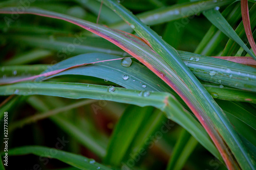 Water Drops on Lemongrass