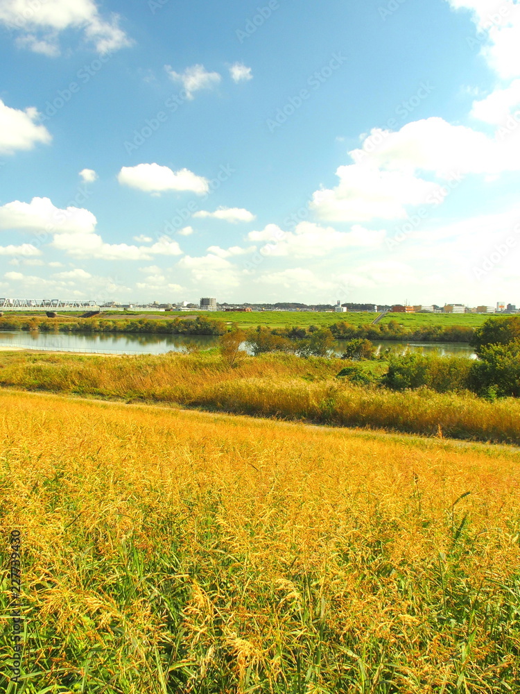 秋の江戸川河川敷風景