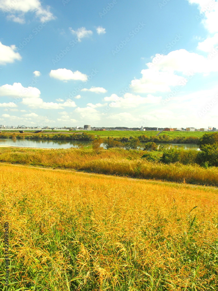 秋の江戸川河川敷風景 秋の江戸川河川敷風景