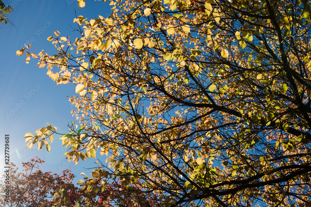Autumn, yellow tree branches, sky background