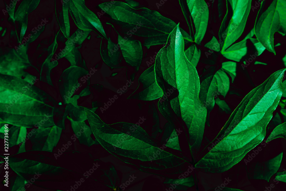 Fototapeta premium Deep faded green leaves background. Creative layout. Toned image filter. Black and green.