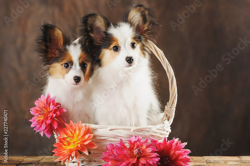 Two puppies papilion in white basket with dahlias on dark brown background. Horizontal. photo