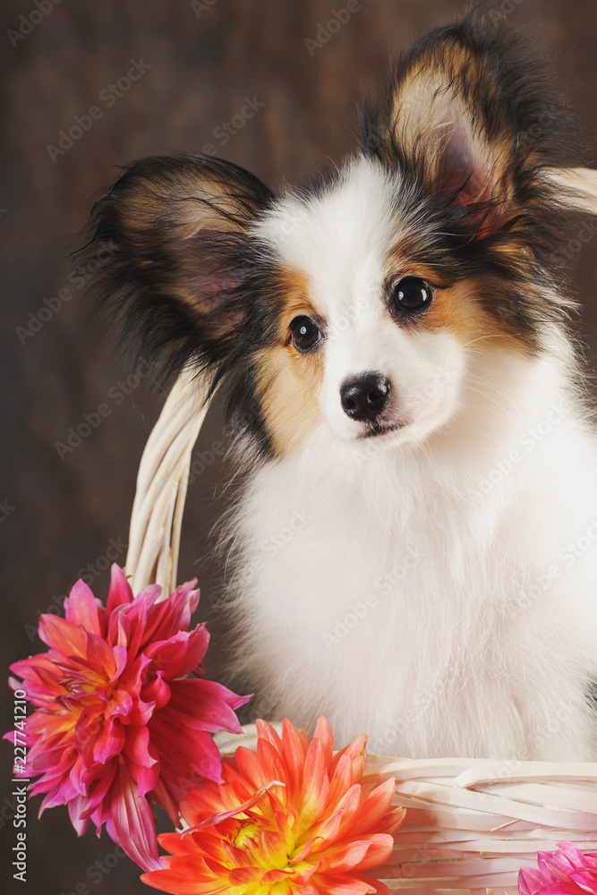 Puppy papilion in white basket with dahlias on dark brown background. Vertical. Puppy papilion in white basket with dahlias on dark brown background. Vertical.