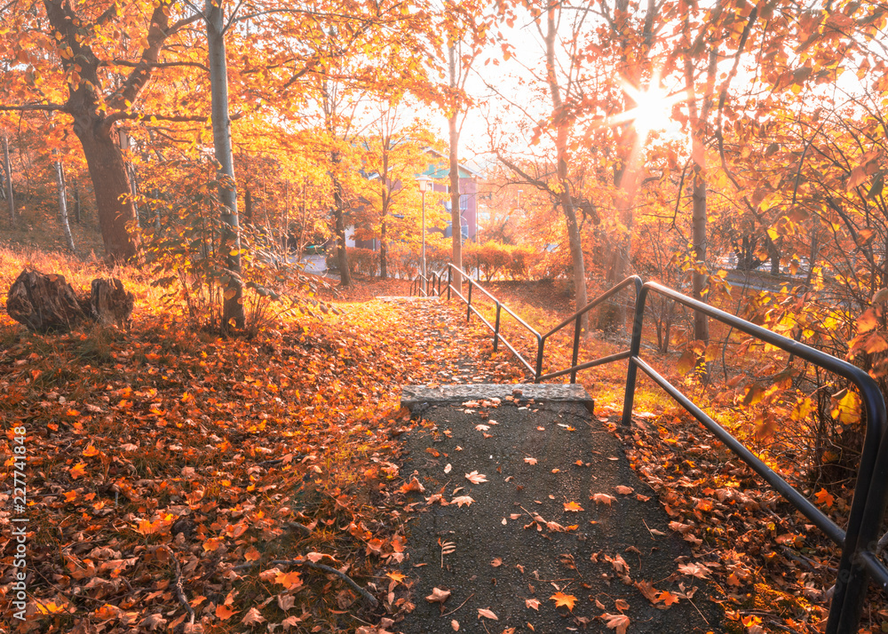 Walkintg path through autumn lit trees and peeking sun through mist