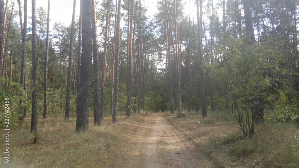 Красивый лес Красивый лес